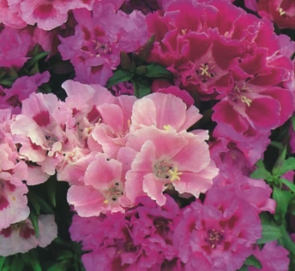 Picture of Godetia - Crown Double Mixed